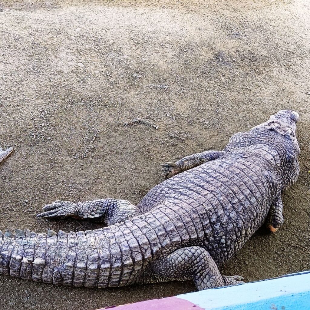 Tourist attraction destination oldest crocodile world in Kota Tinggi Desaru Johor Malaysia