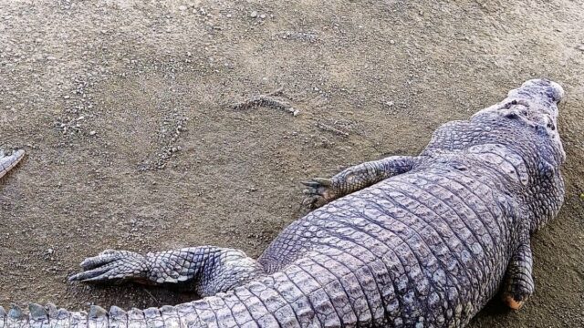 Tourist attraction destination oldest crocodile world in Kota Tinggi Desaru Johor Malaysia